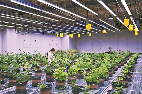 安徽宿州 打造种业科技谷，擎起生物育种新旗帜