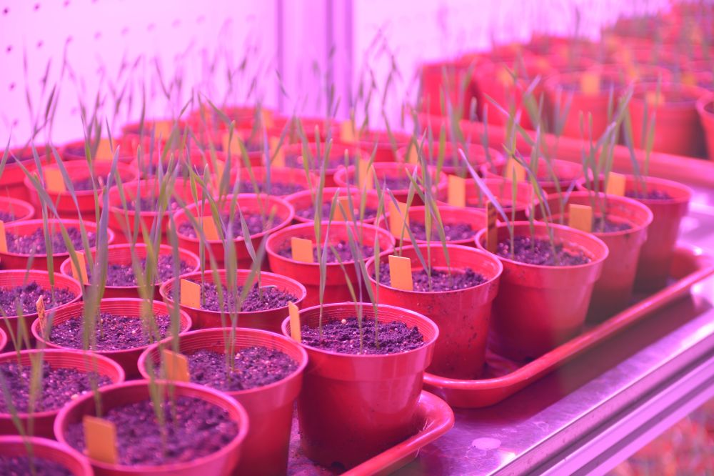 攥紧农业“芯片” 端牢中国饭碗 河南生物育种调查