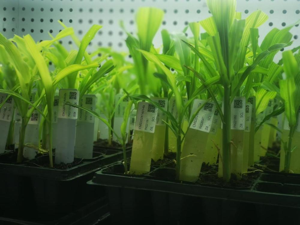 突破生物育种“卡脖子”难题 艾迪晶生物获数千万元天使投资
