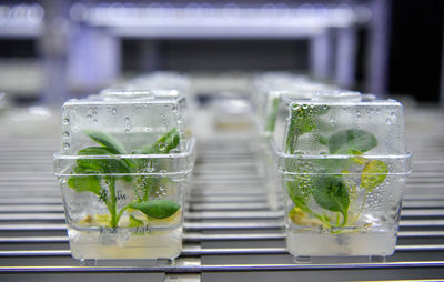 津沽沃土育新种 天津如何以生物育种守护“农业芯片”