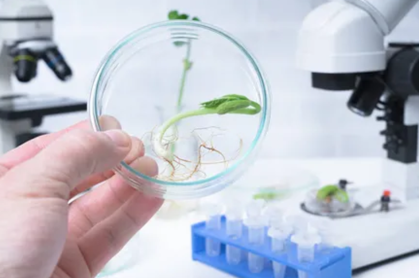生物育种商业化提速 种业发展将聚焦四大方面