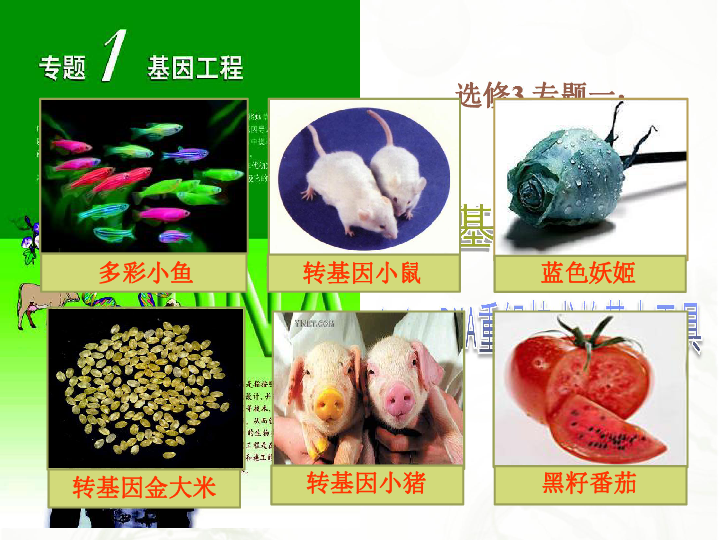 人教版高中生物选修三专题一第1节 DNA重组技术的基本工具 课件共25张PPT