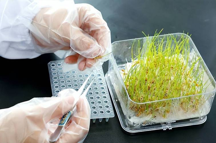 券商:生物育种产业化迎来高潮;大北农:前三季度净亏损3.29亿元